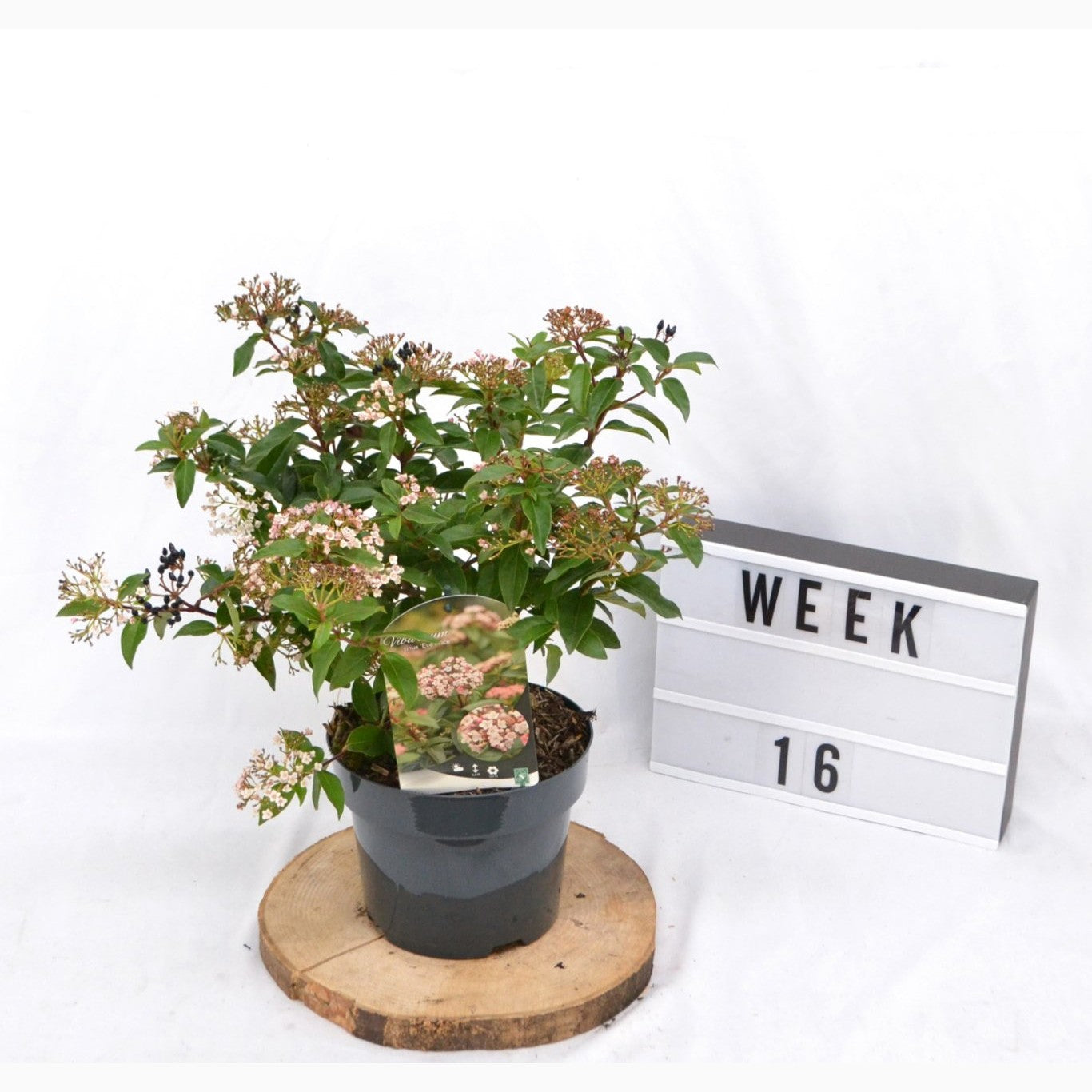 Glansolvon – Viburnum tinus 'Eve Price' - C3 20-40 CM